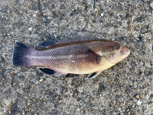 コブダイの釣果