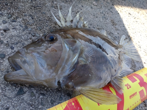 マトウダイの釣果