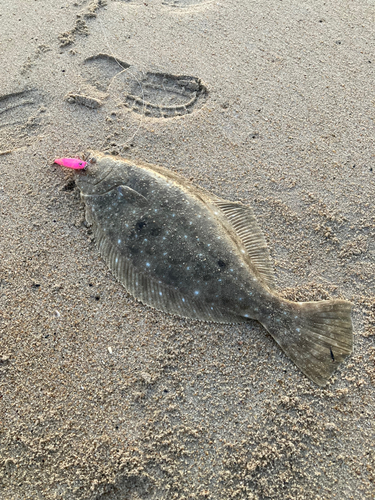 ヒラメの釣果