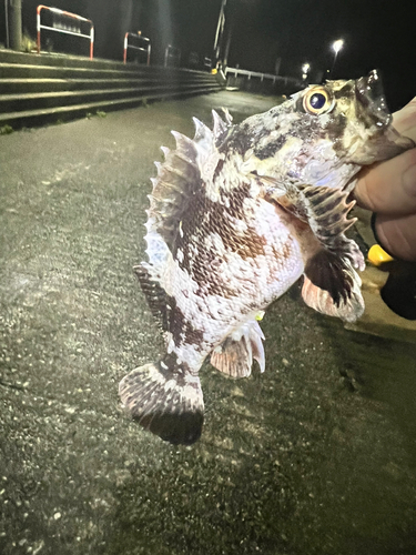 クロソイの釣果