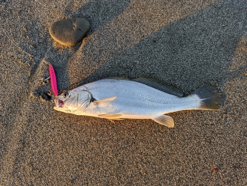 ニベの釣果