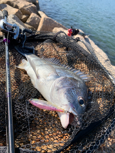 Fishing Forecast - South Padre Island