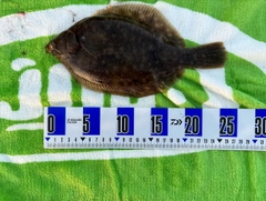 カレイの釣果