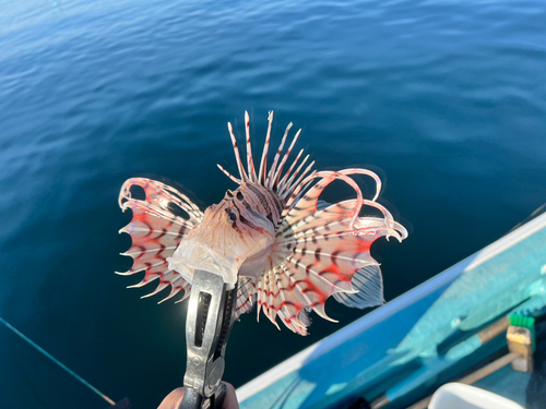 ミノカサゴの釣果