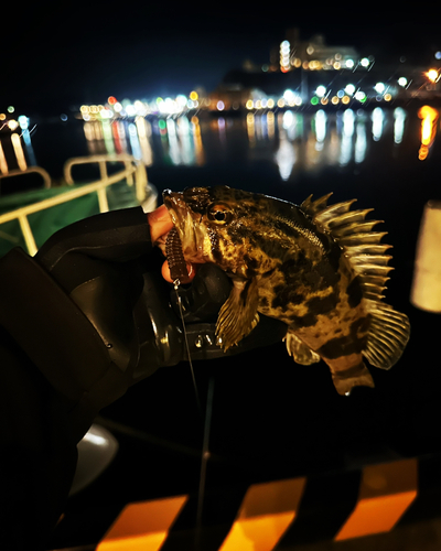 ベッコウゾイの釣果