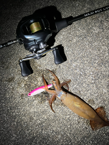 スルメイカの釣果