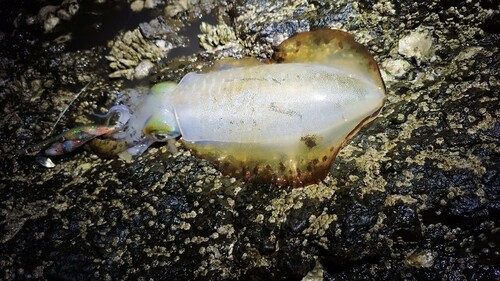 アオリイカの釣果