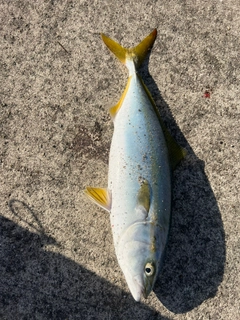 ハマチの釣果