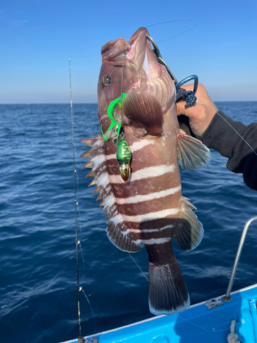 ハタの釣果