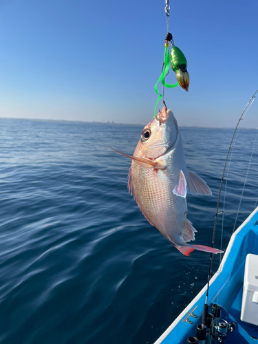 マダイの釣果