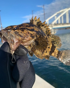 ベッコウゾイの釣果