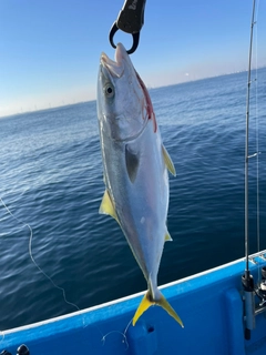 ワラサの釣果