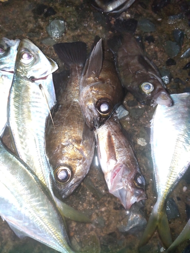 アラカブの釣果