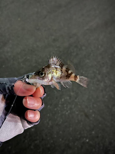 メバルの釣果