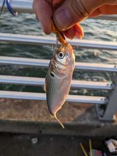 コノシロの釣果