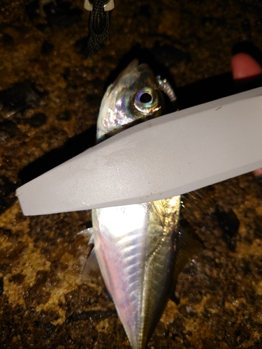 マアジの釣果