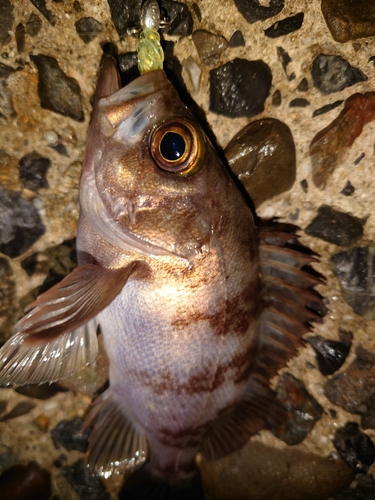 シロメバルの釣果