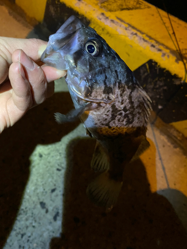 クロソイの釣果