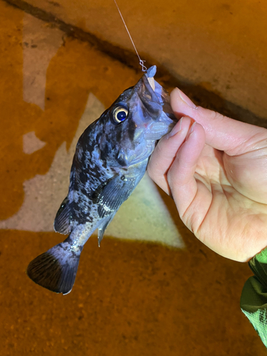 クロソイの釣果