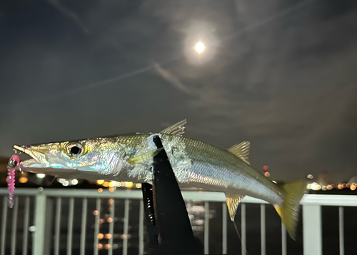 カマスの釣果