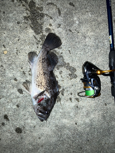 クロソイの釣果