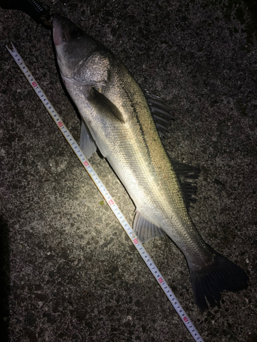 シーバスの釣果