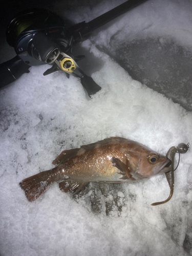 エゾメバルの釣果