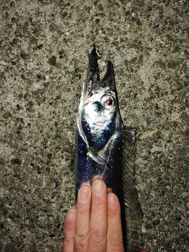 タチウオの釣果