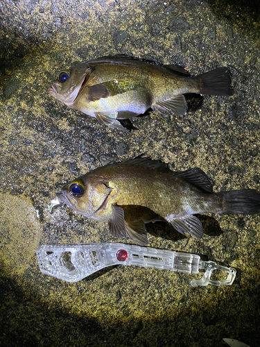 メバルの釣果