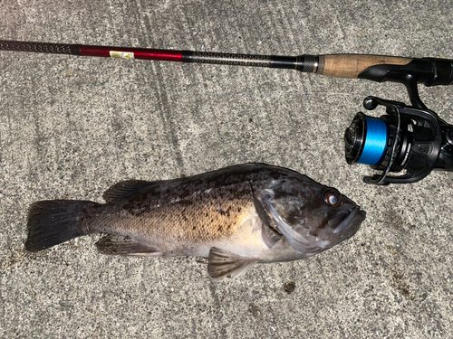 クロソイの釣果