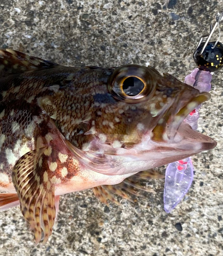 カサゴの釣果