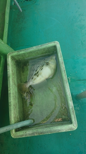 カワハギの釣果