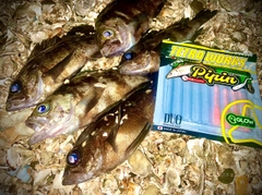 メバルの釣果