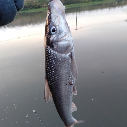 ニゴイの釣果