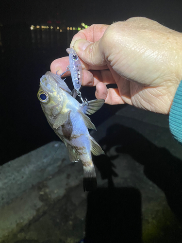 シロメバルの釣果