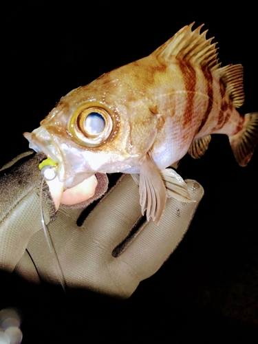 メバルの釣果