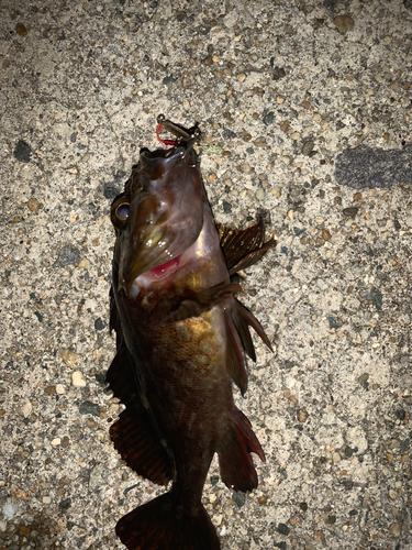 タケノコメバルの釣果