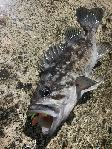 クロソイの釣果