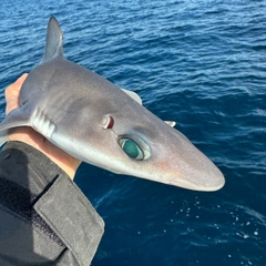 フトツノザメの釣果