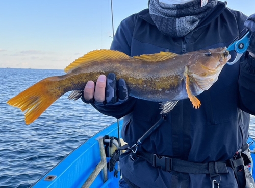 アイナメの釣果