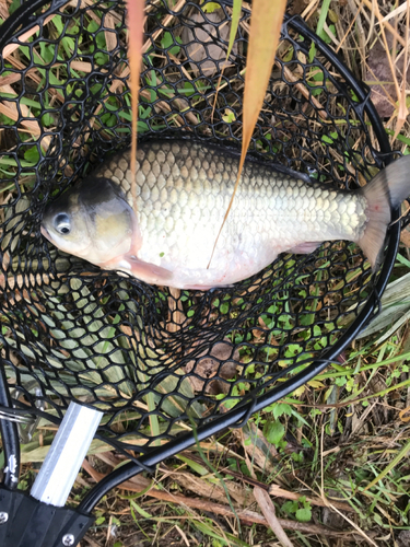 ヘラブナの釣果