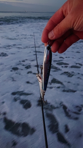 カタクチイワシの釣果