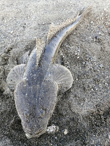 マゴチの釣果