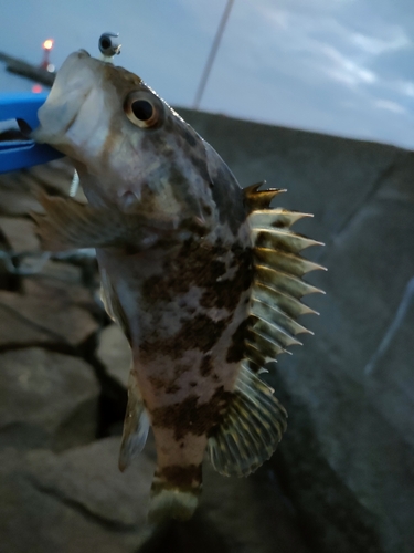 タケノコメバルの釣果