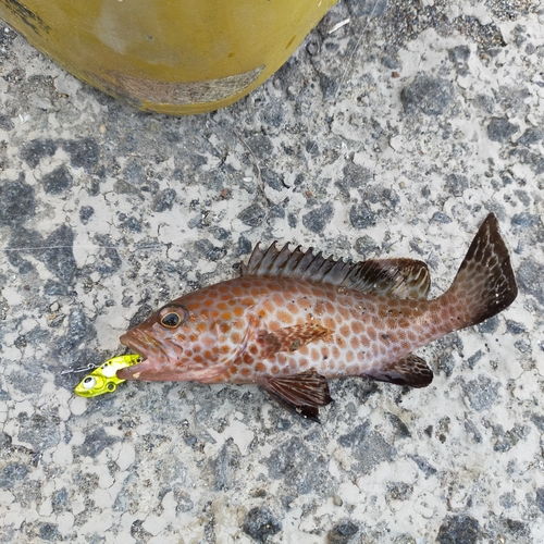 オオモンハタの釣果