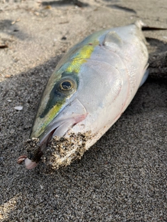 ワラサの釣果