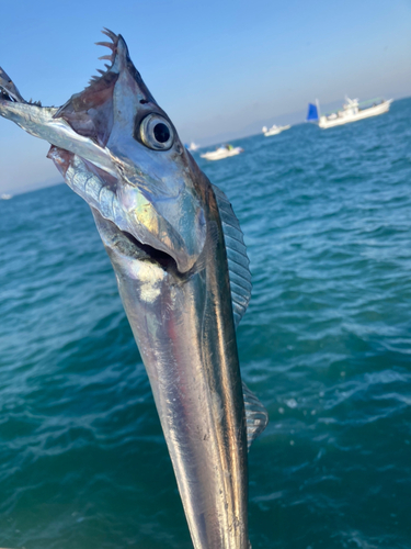 タチウオの釣果