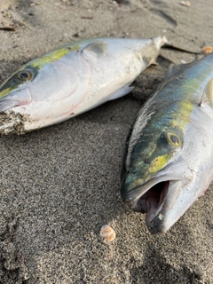 ワラサの釣果