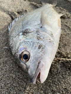 キビレの釣果