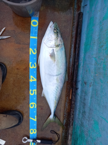 ブリの釣果